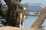 WHIPPET 051
